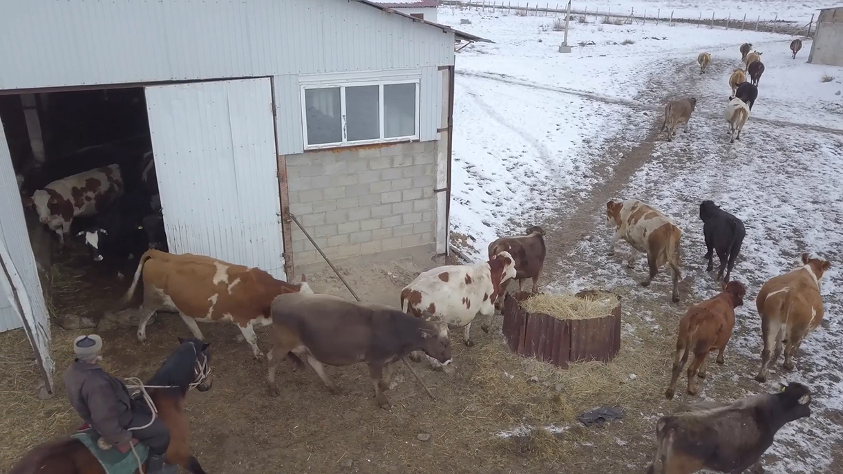 Bakai Bank © Новости | Ветеринар взял агрокредит и привез элитных коров .